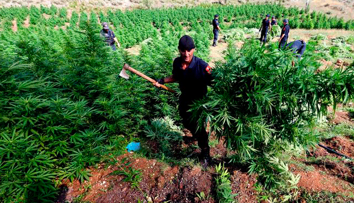 Haravgi Ioannina: el pueblo griego por el que pasa la mayor ruta de trafico de marihuana en Europa.