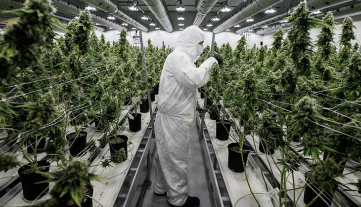 ¿Fracaso de la legalización en Canadá? El país tiene un excedente de marihuana sin vender de 1.1 mil millones de gramos...